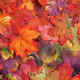 autunno